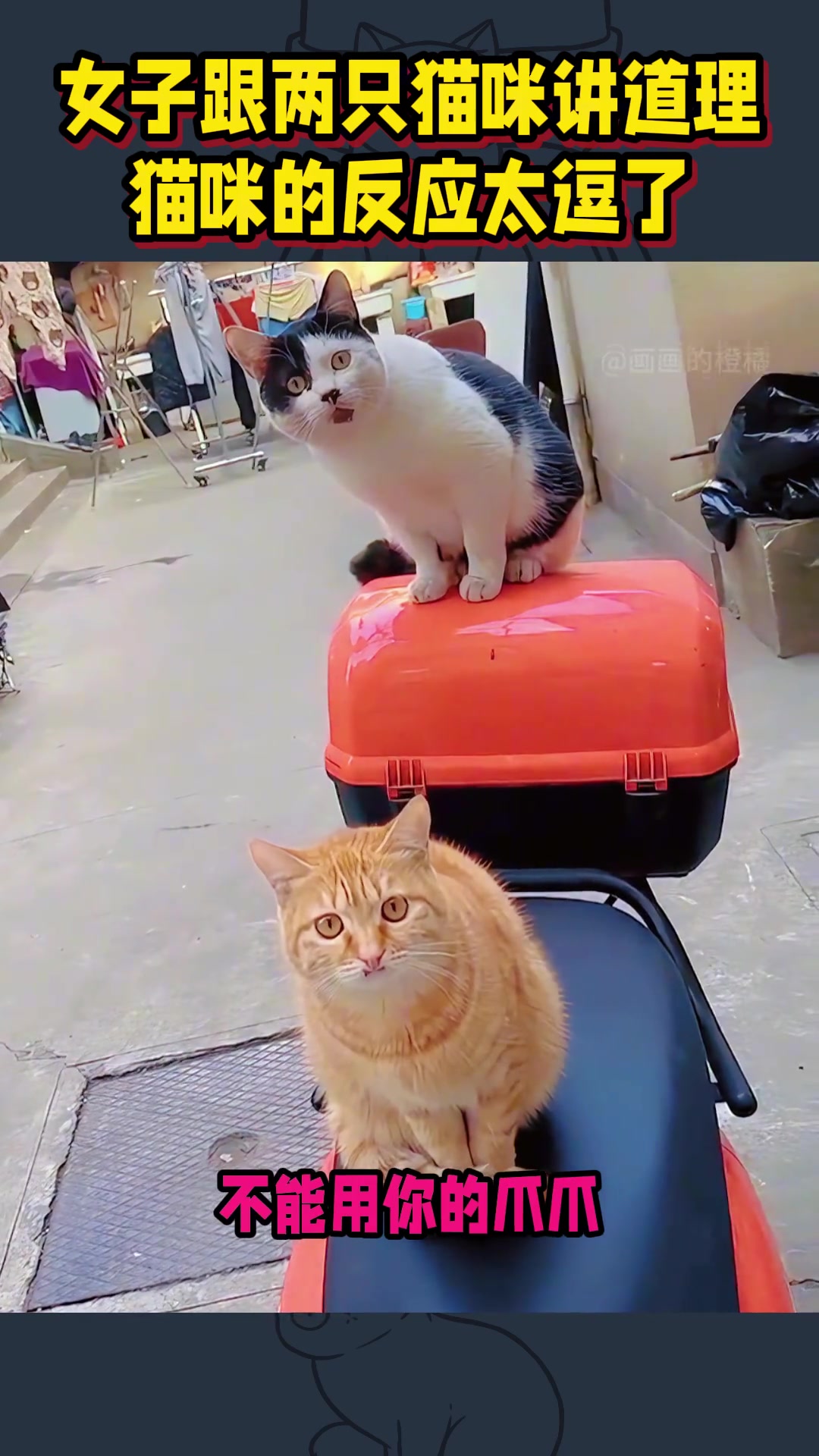 女子和两只猫咪讲道理猫咪：你在说什么我听不懂！