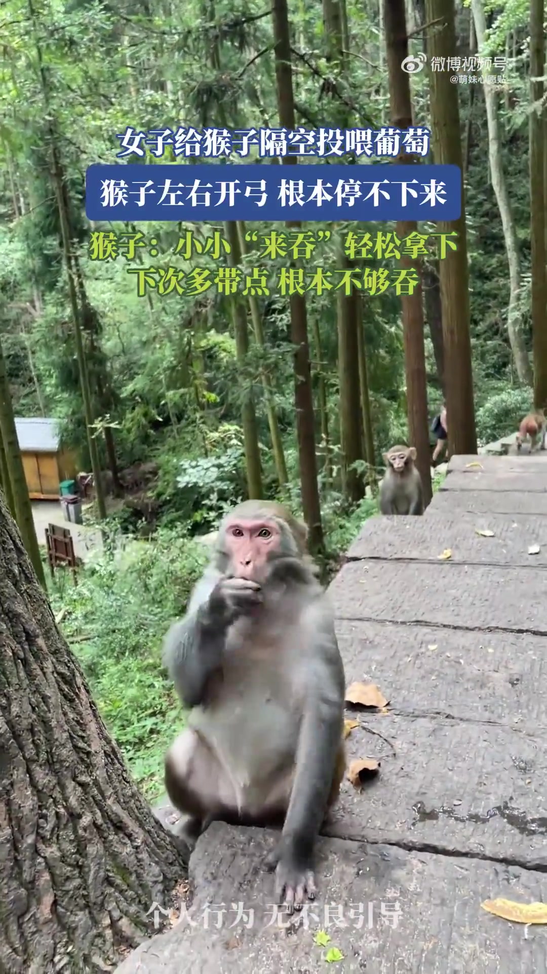 女子给猴子投喂葡萄，猴子：小小“来吞”轻松拿下，根本不够吞