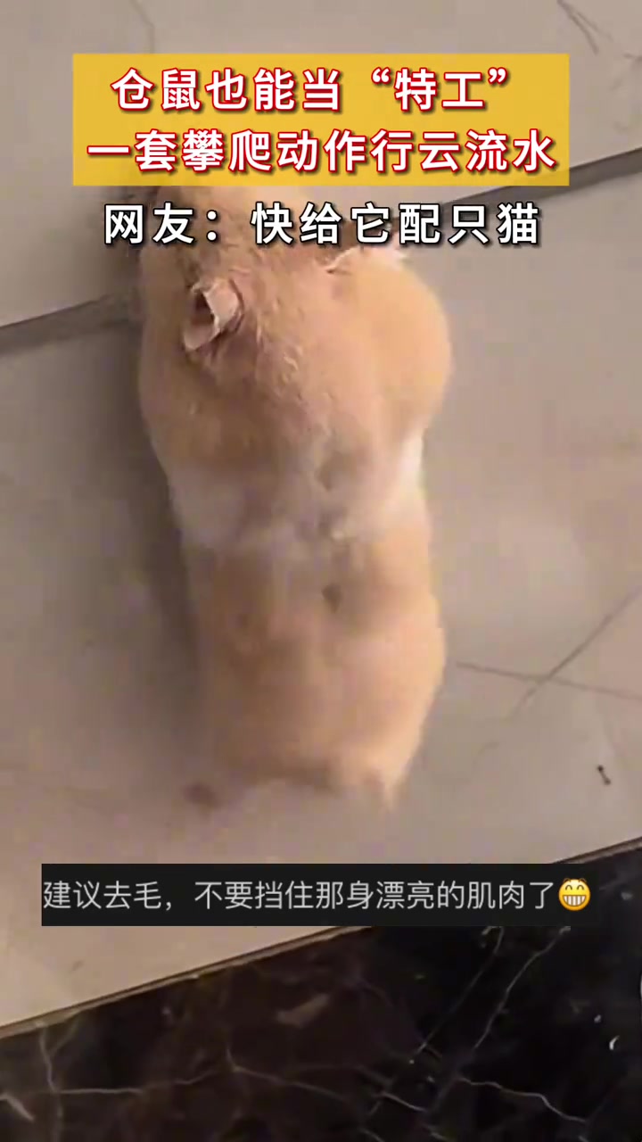 仓鼠也能当“特工”一套攀爬动作行云流水