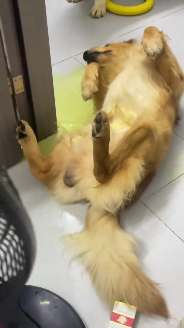 狗狗群里的小金毛