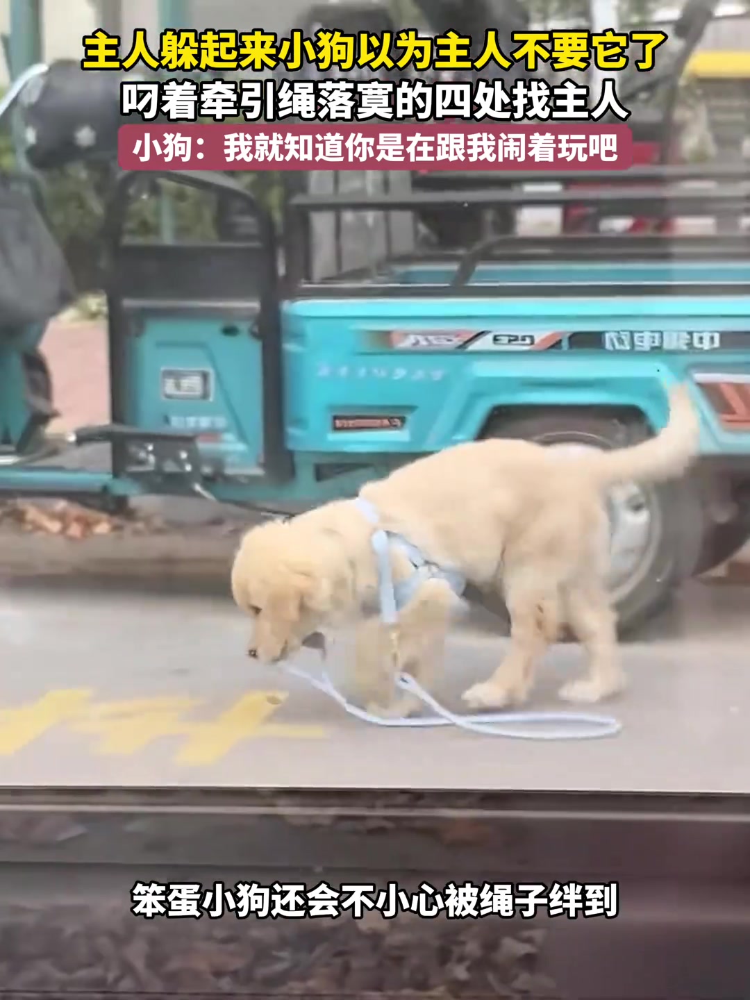主人躲起来小狗以为主人不要他了
