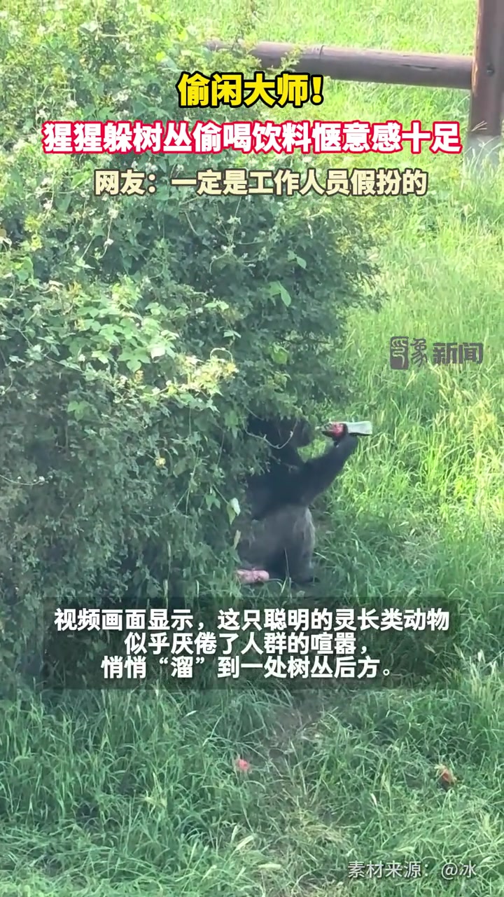 偷闲大师！猩猩躲树丛偷喝饮料惬意感十足