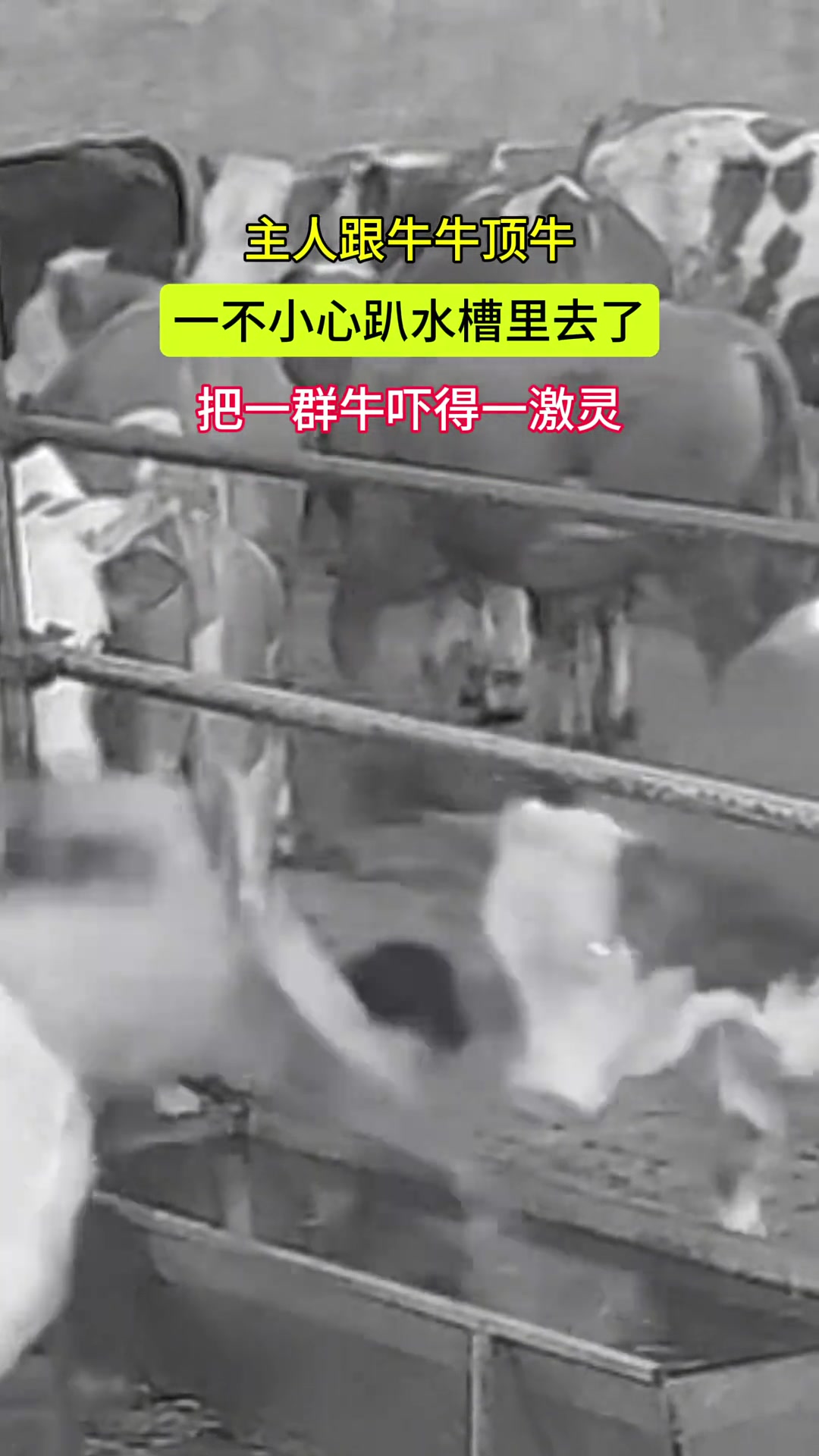 主人跟牛牛顶牛一不小心趴水槽里去了把牛群吓得一激灵