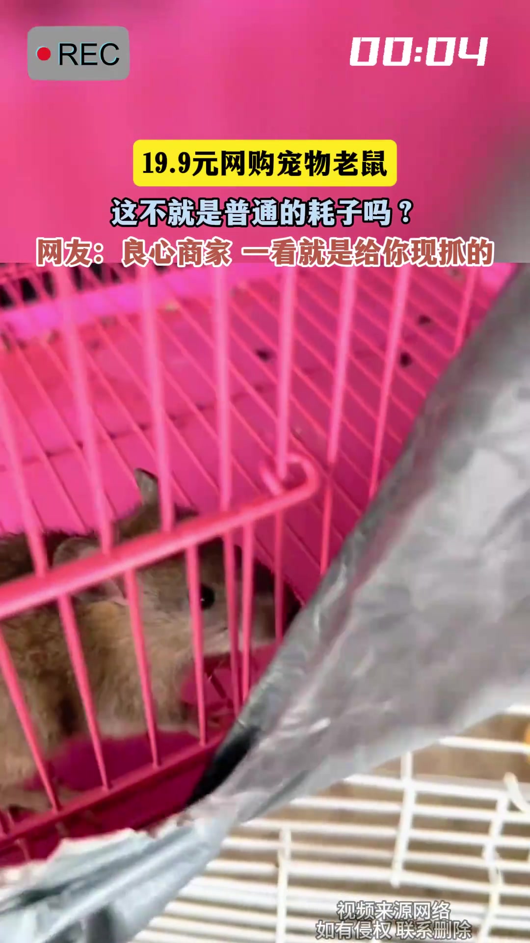 19.9元网购宠物老鼠，这不就是普通的耗子吗