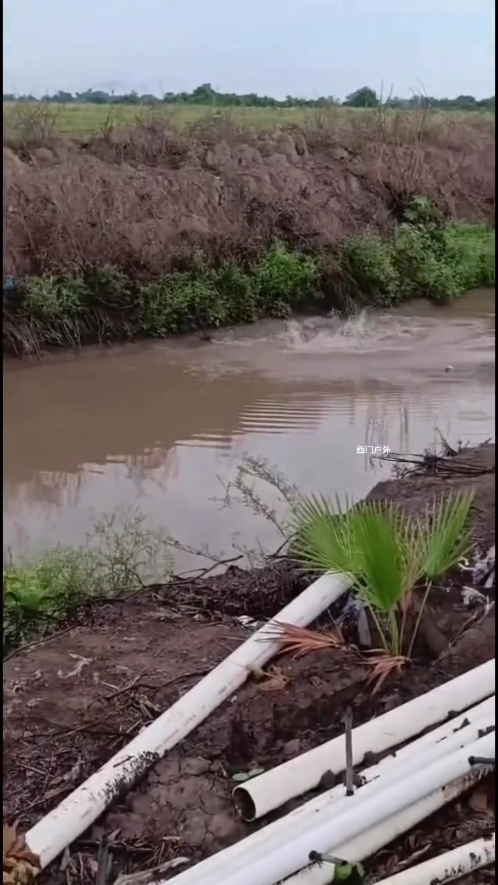 狗子啊，就这样被鳄鱼拖下水了