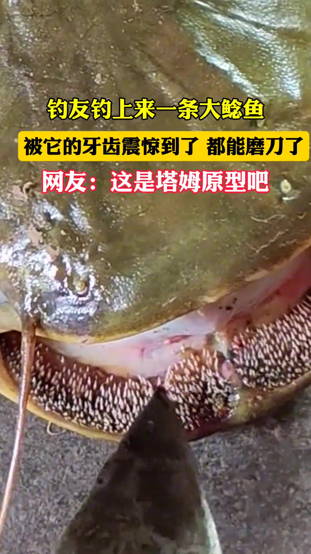 钓友钓上了一条大鲶鱼，被它的牙齿震撼到了，这是塔姆原型吗