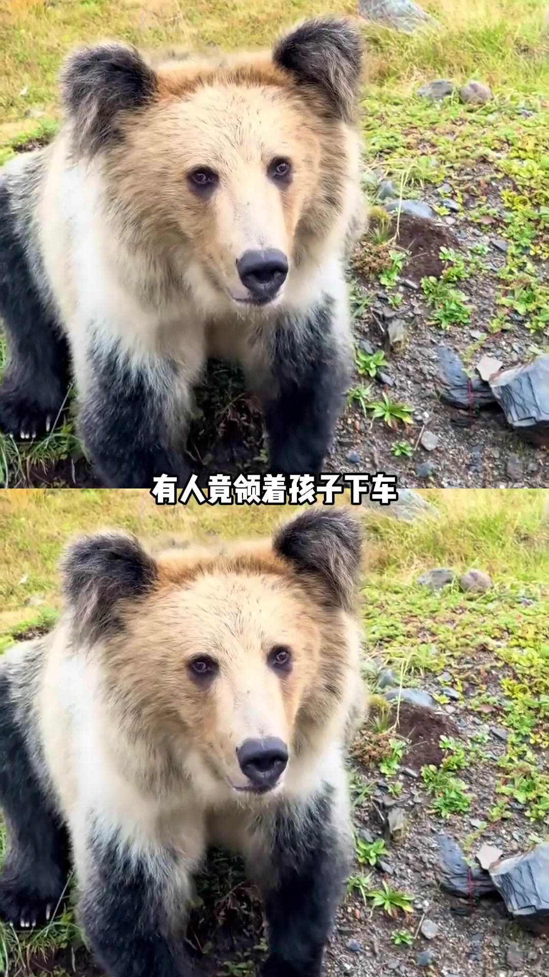 女子投喂藏马熊，男子意识到危险驱逐，反被女子质疑伤害熊