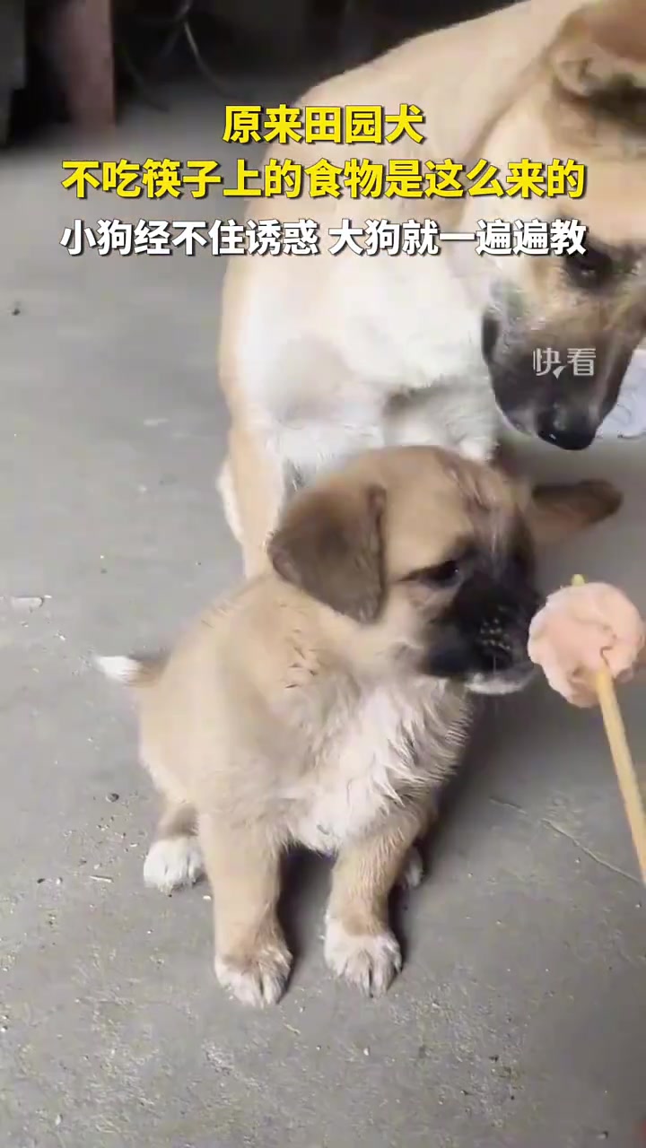 網(wǎng)友中華田園犬真的很有靈性