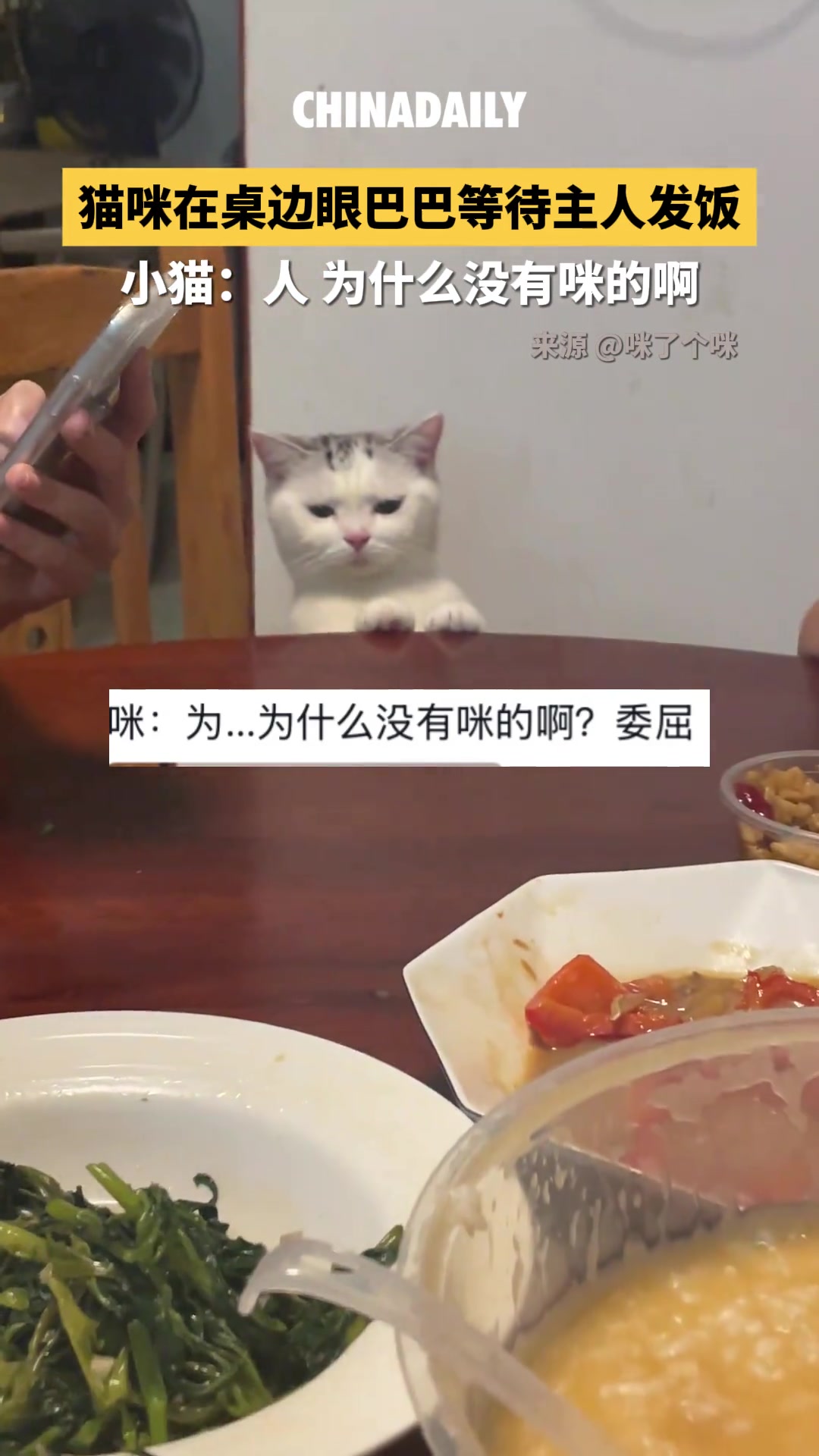 小貓：人，為什么沒有咪的啊