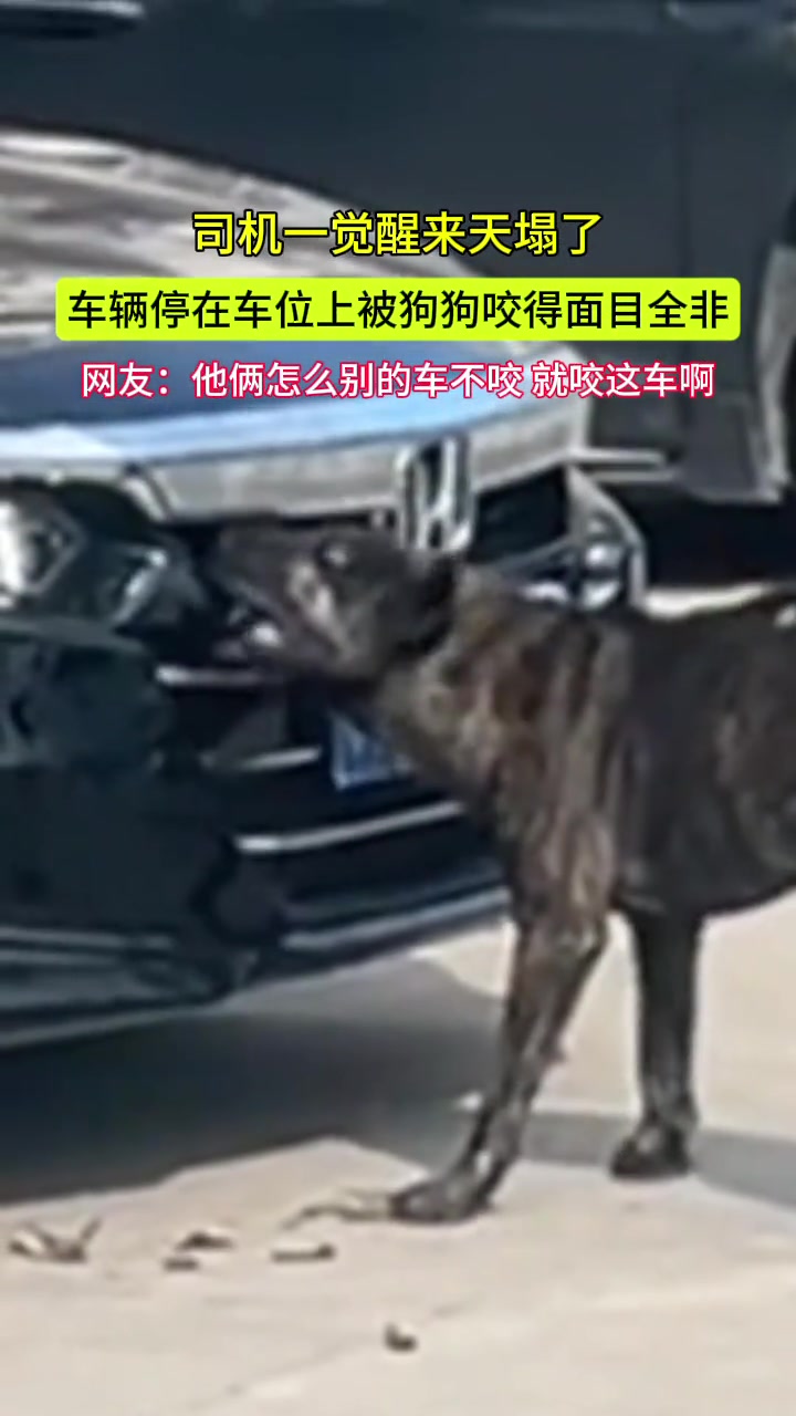 司機(jī)一覺醒來天塌了停在車位上的車輛被狗狗咬得面目全非