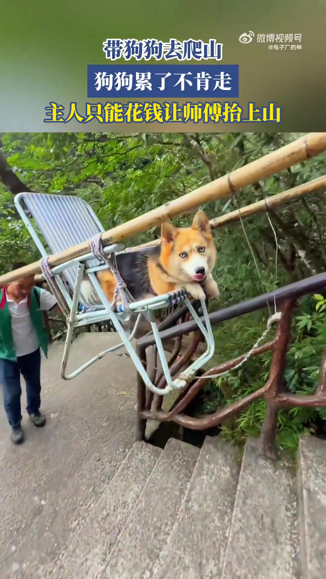 带狗狗去爬山，狗狗累了不肯走，主人只能花钱让师傅抬上山！