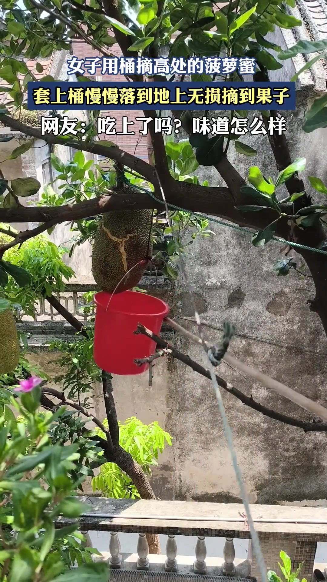 女子用桶摘高處的菠蘿蜜，套上桶慢慢落到地上無損摘到果子