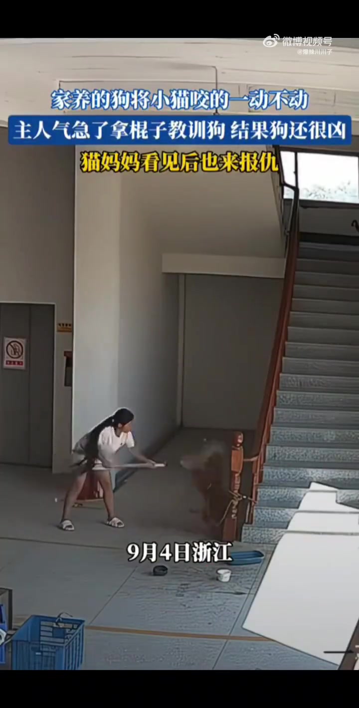小貓被狗子咬了一動(dòng)不動(dòng)，主人教訓(xùn)狗子