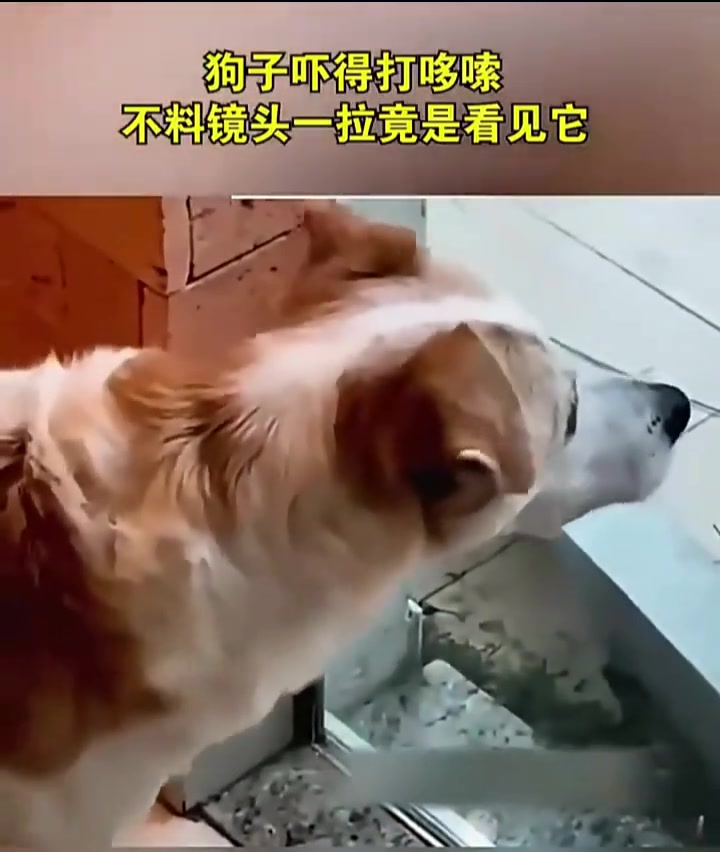慫狗被嚇到腿軟！鏡頭一轉(zhuǎn)笑噴：就這膽量還敢當(dāng)看門狗