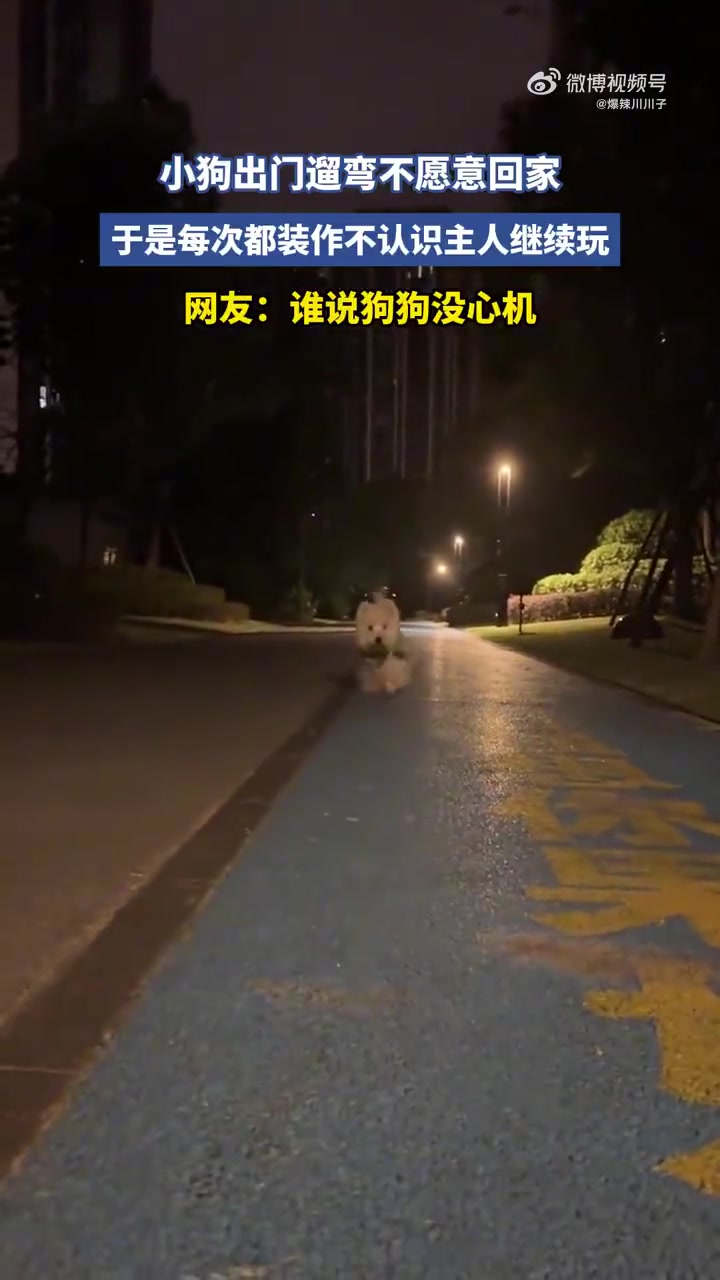 小狗出门遛弯不愿意回家，于是每次都装作不认识主人继续玩