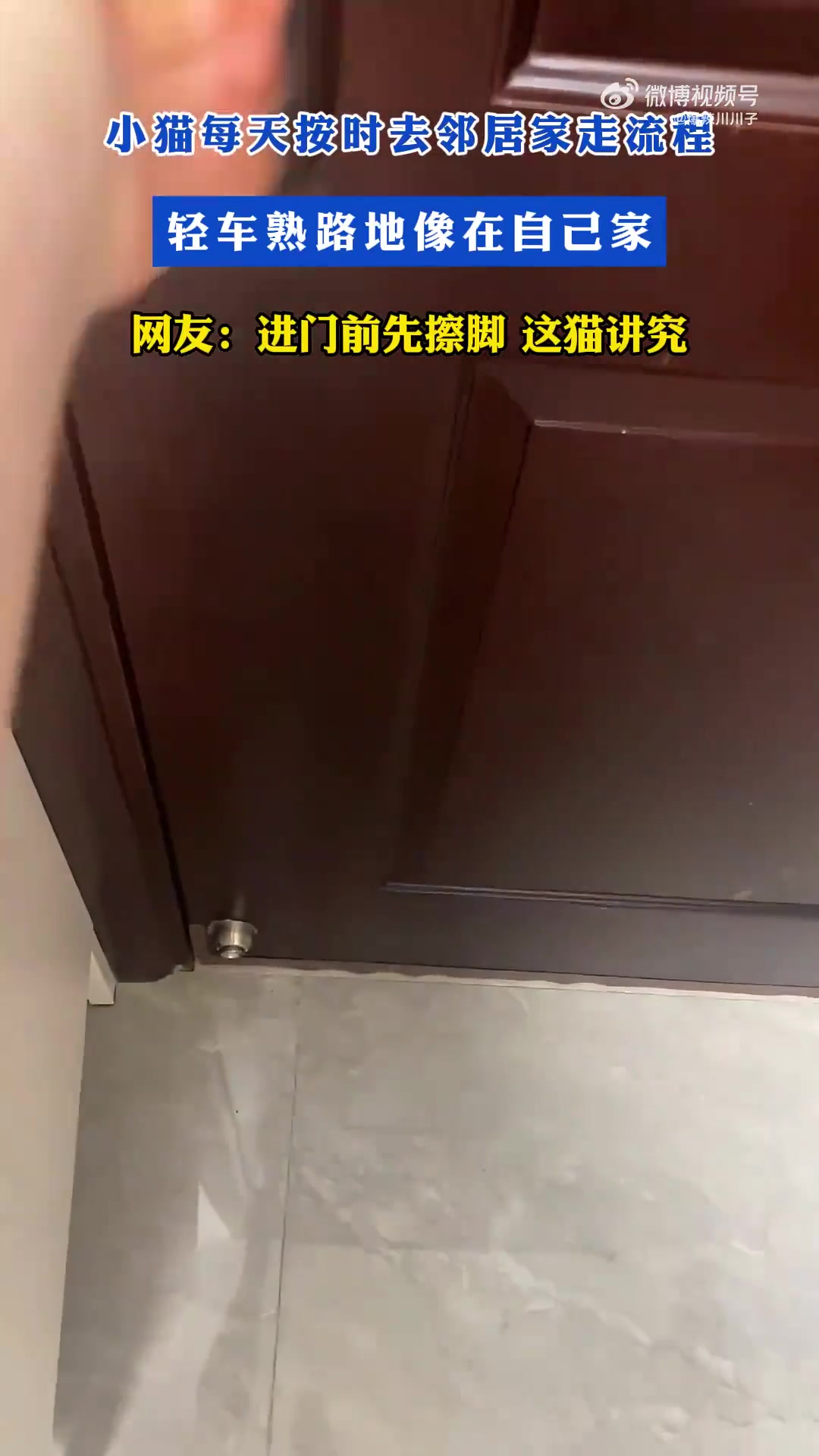 小猫每天按时去邻居家走流程，轻车熟路地像在自己家