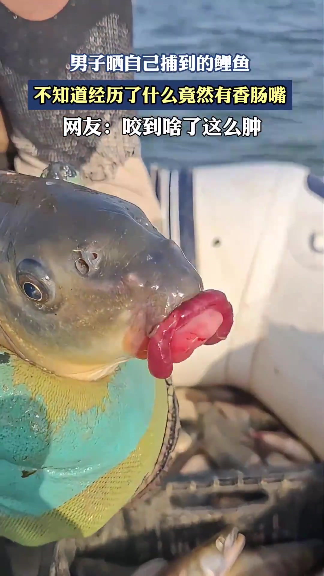 男子曬自己捕到的鯉魚，不知道經(jīng)歷了什么竟然有香腸嘴