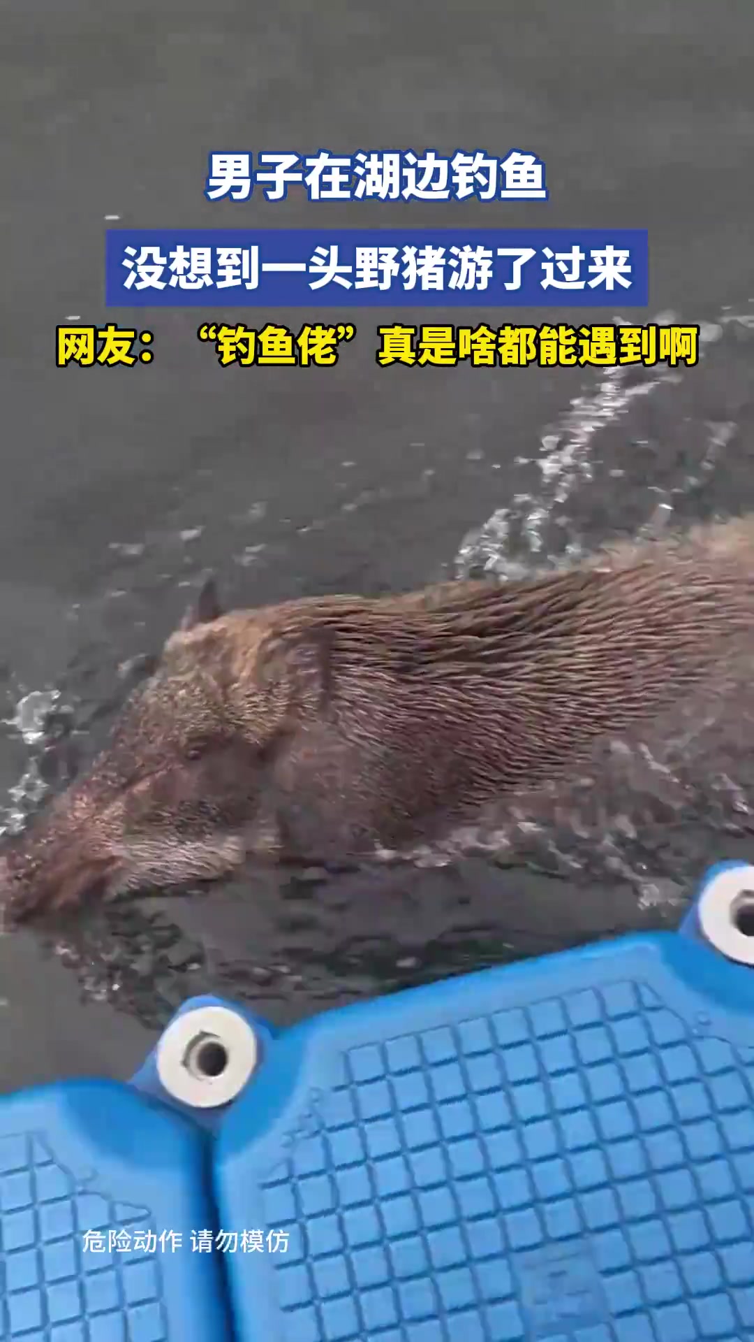 男子在湖边钓鱼，没想到一头野猪游了过来