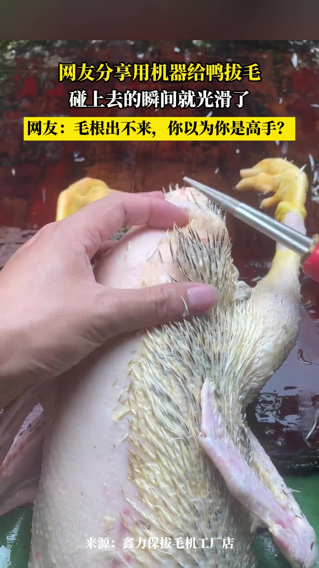网友分享用机器给鸭拔毛碰上去的瞬间就光滑了