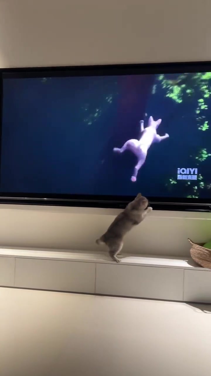 小猫很认真的在看动画片，它真的想接住电视里面的咪咪