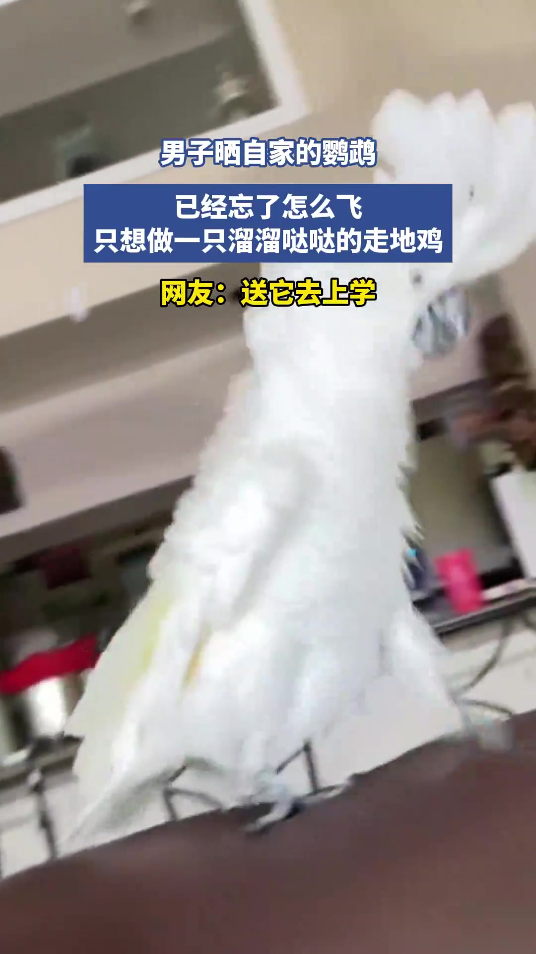 男子晒自家的鹦鹉，已经忘了怎么飞