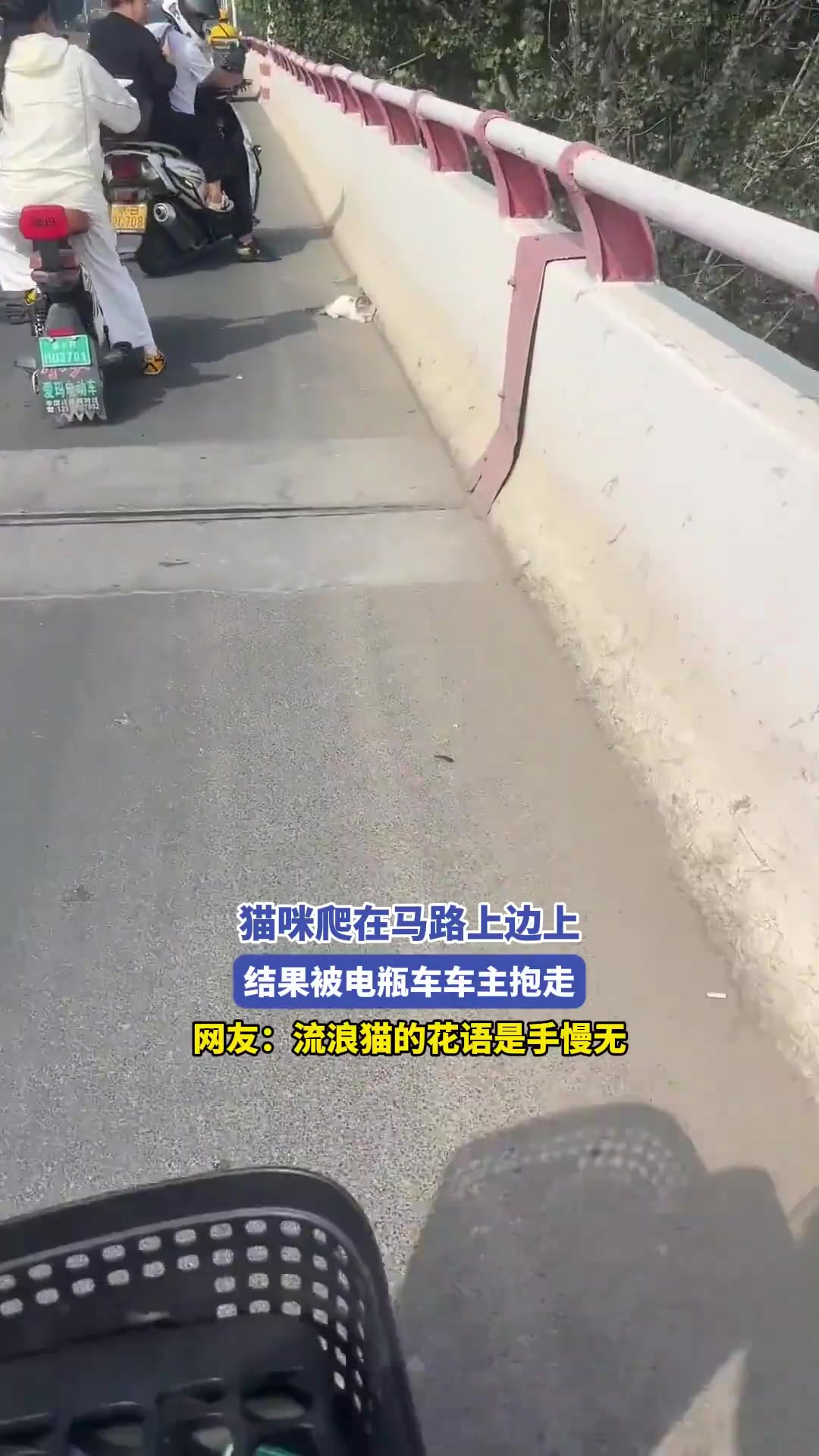 貓咪爬在馬路上邊上，結(jié)果被電瓶車車主抱走