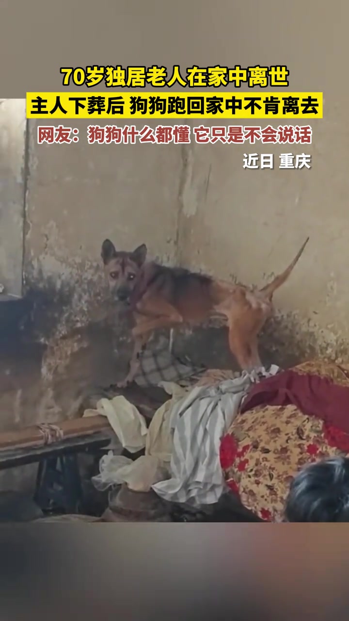 70岁独居老人在家中离世，主人下葬后狗狗跑回家中不肯离去