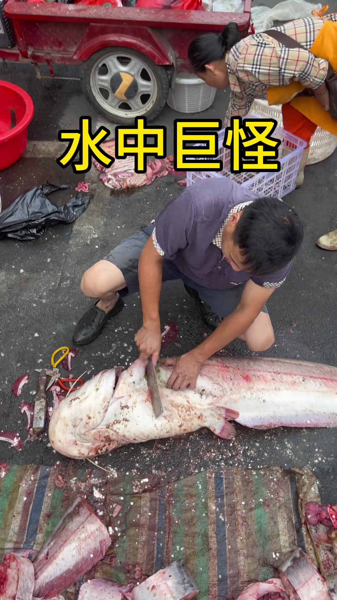 1米6巨物大口鯰魚王，生命力這么強