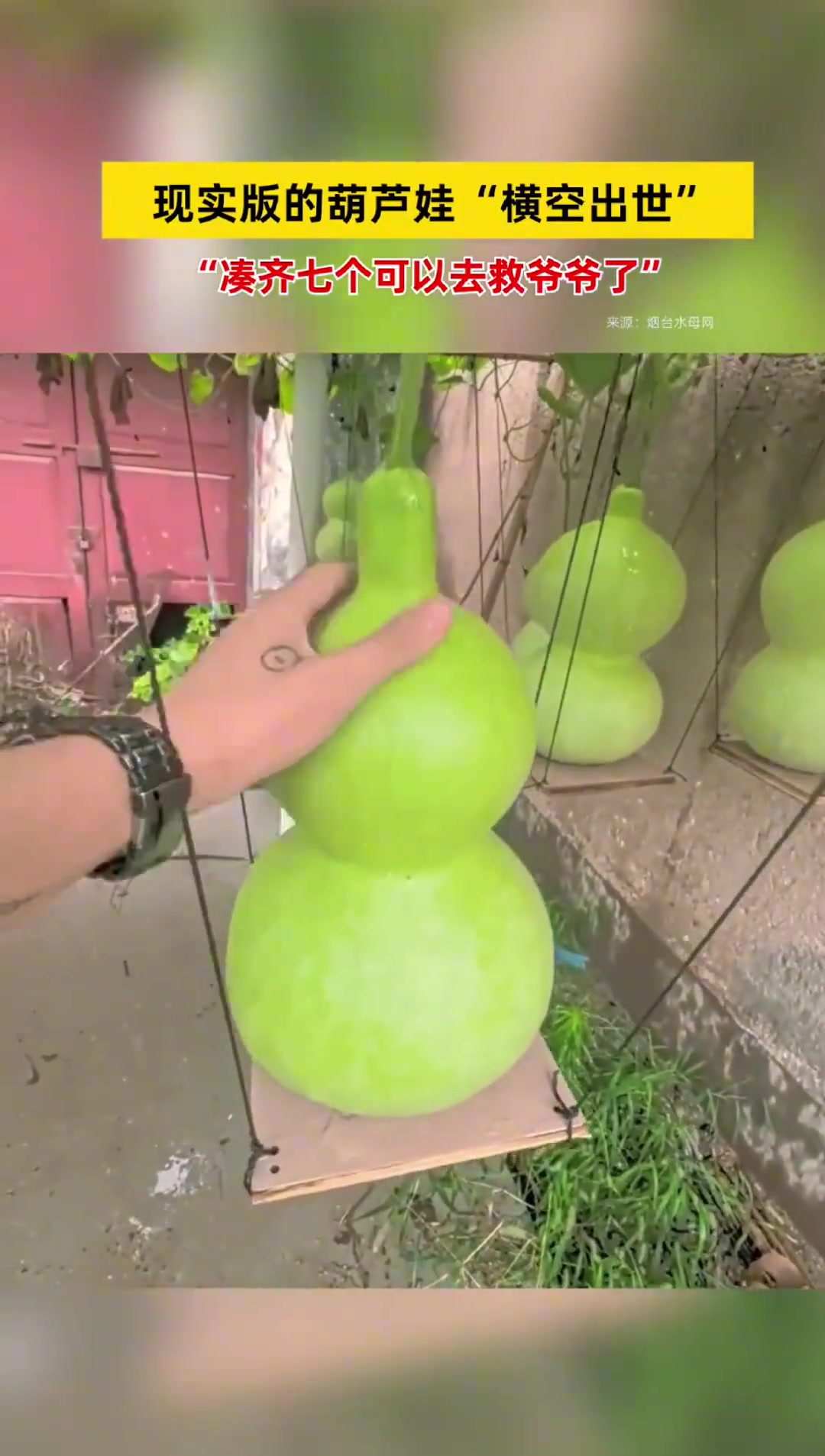 现实版的葫芦娃“横空出世”，“凑齐七个可以去救爷爷了”