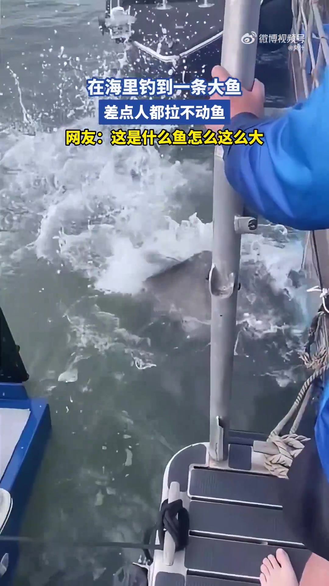 在海里钓到一条大鱼，差点人都拉不动鱼
