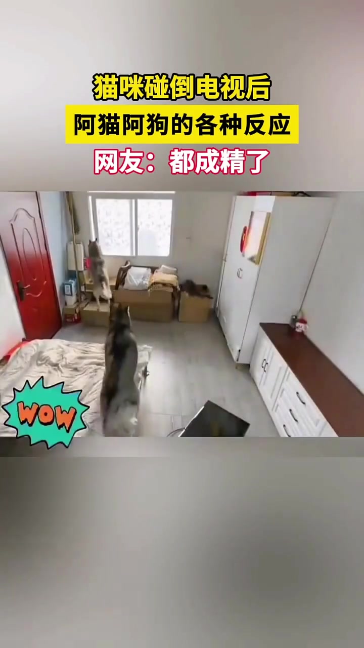 貓咪碰倒電視后，阿貓阿狗的各種反應(yīng)......都要成精了！