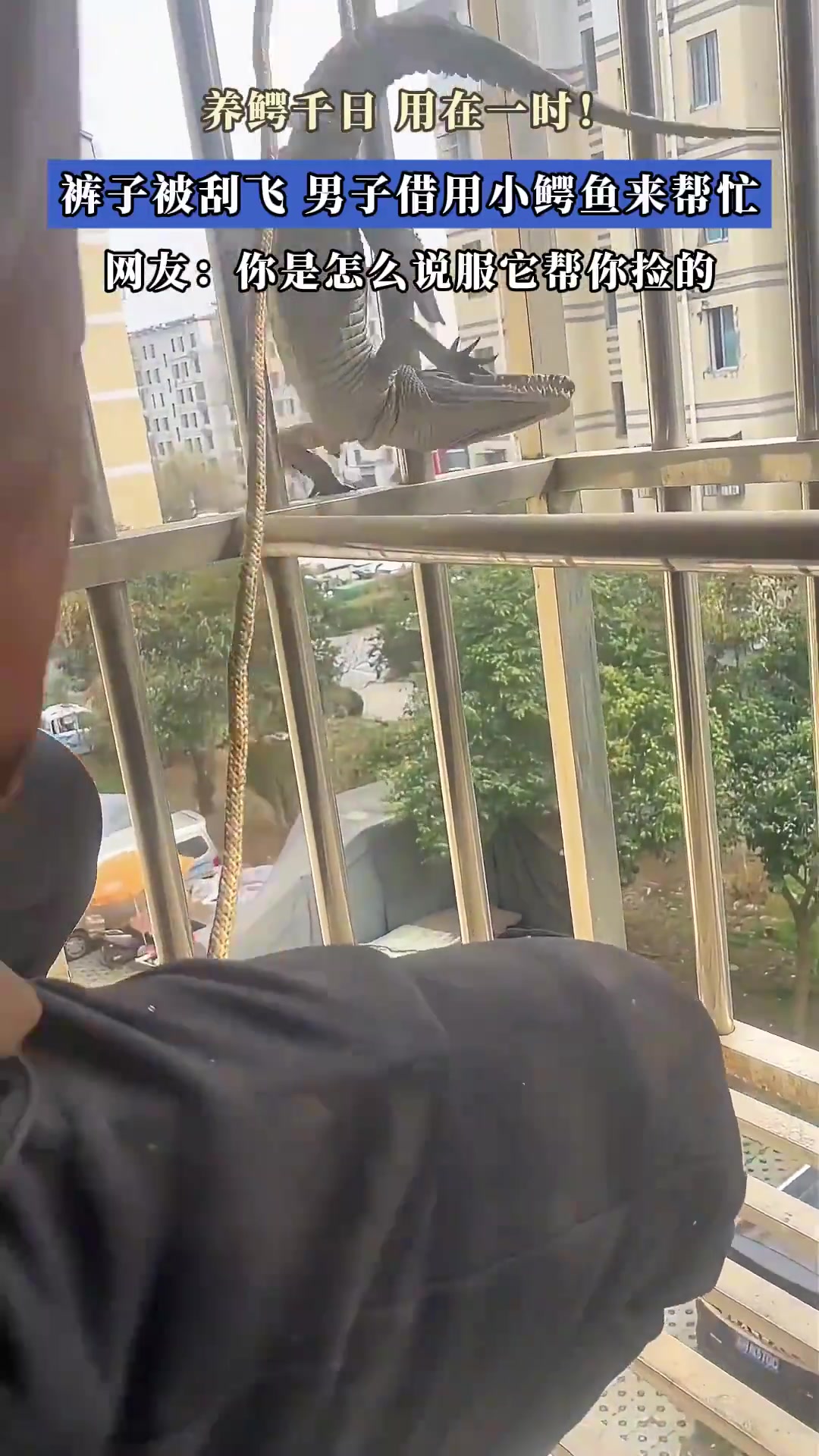 养鳄千日，用在一时！裤子被刮飞，男子借用小鳄鱼来帮忙