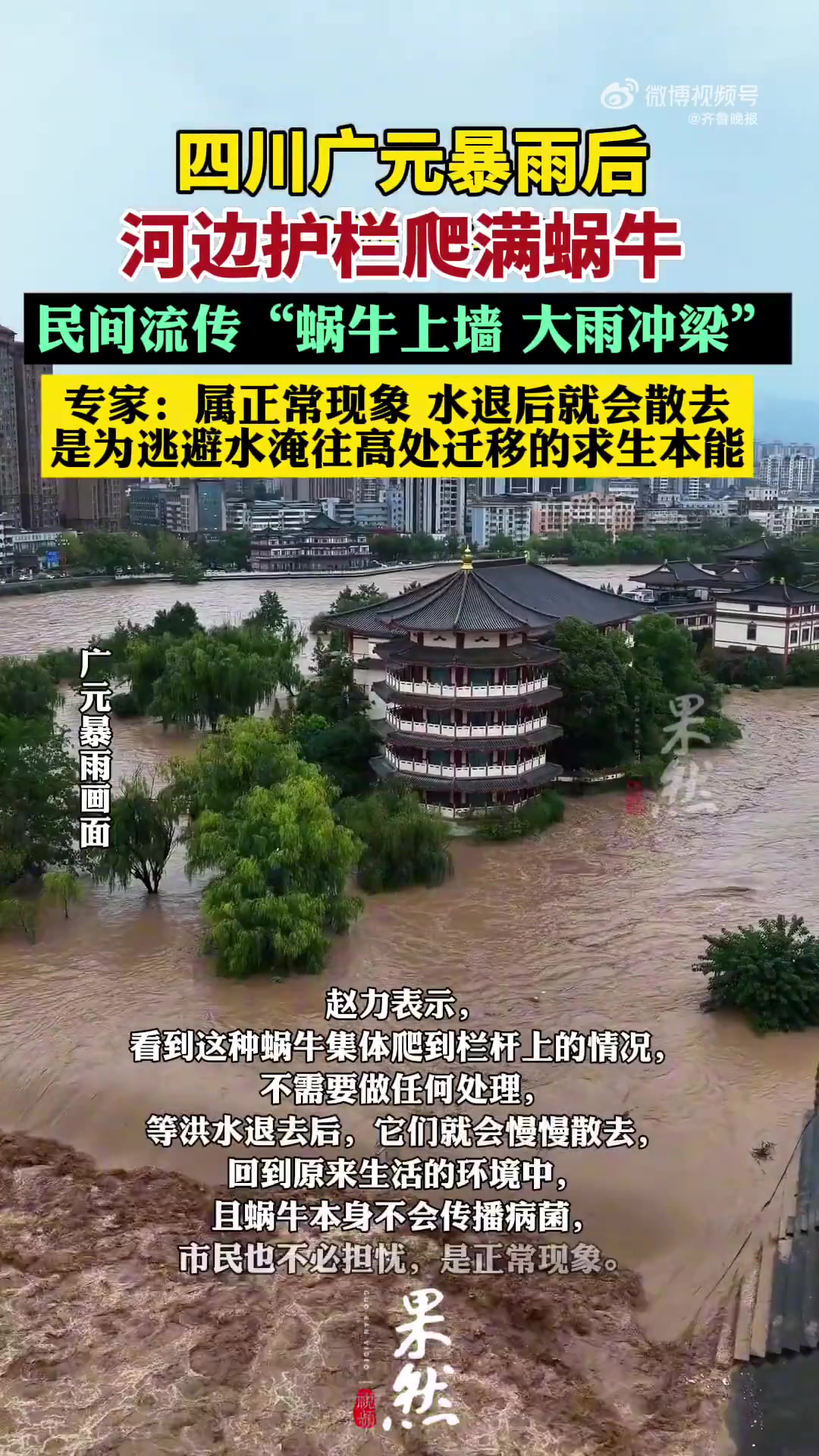 四川广元暴雨后河边护栏立柱爬满蜗牛