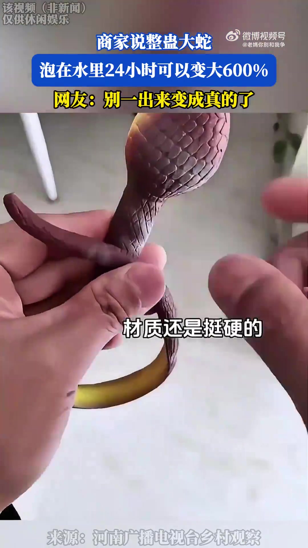 有点大！商家称整蛊大蛇泡24小时能变大600%