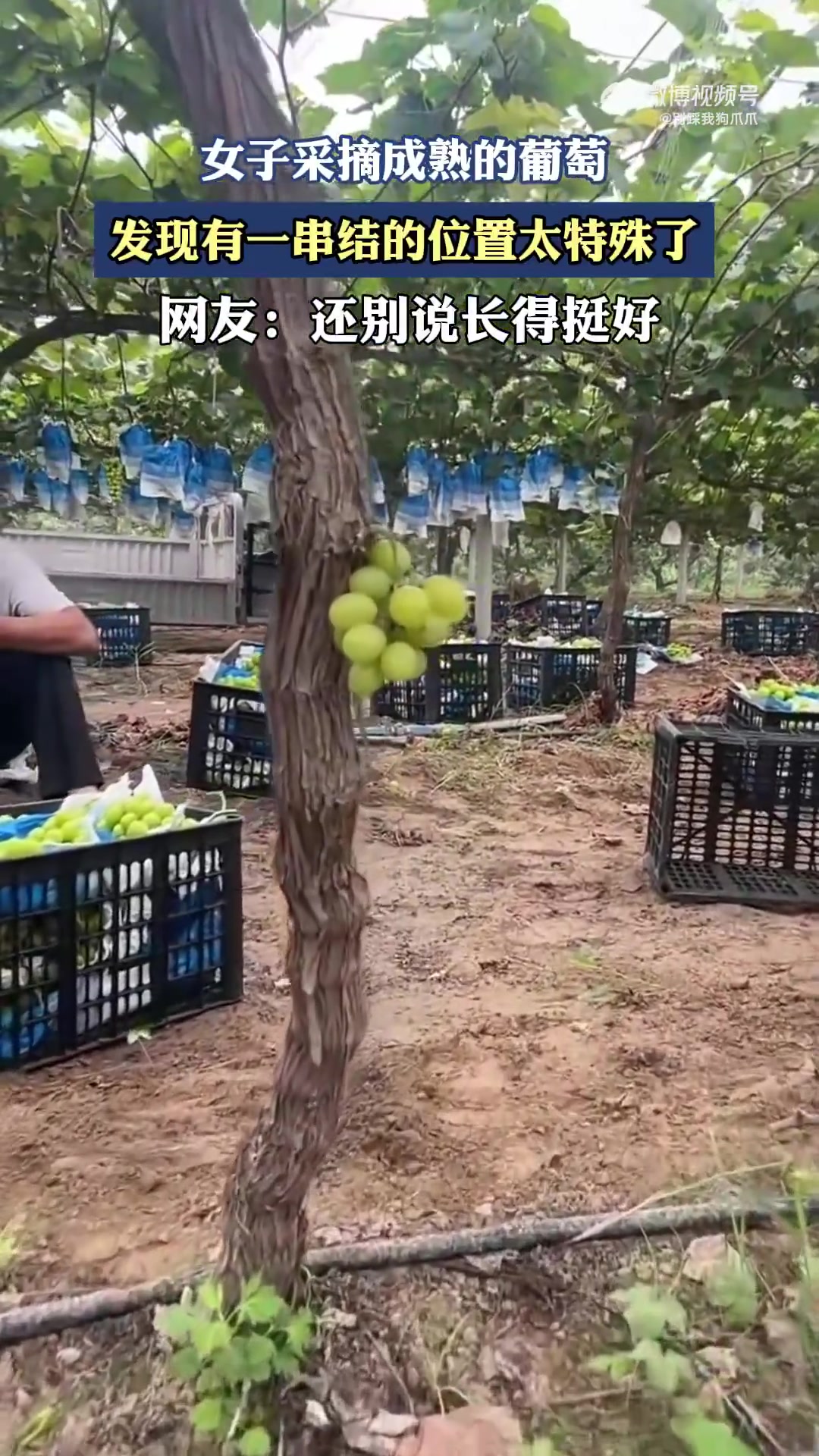 女子采摘成熟的葡萄，发现有一串结的位置太特殊了！