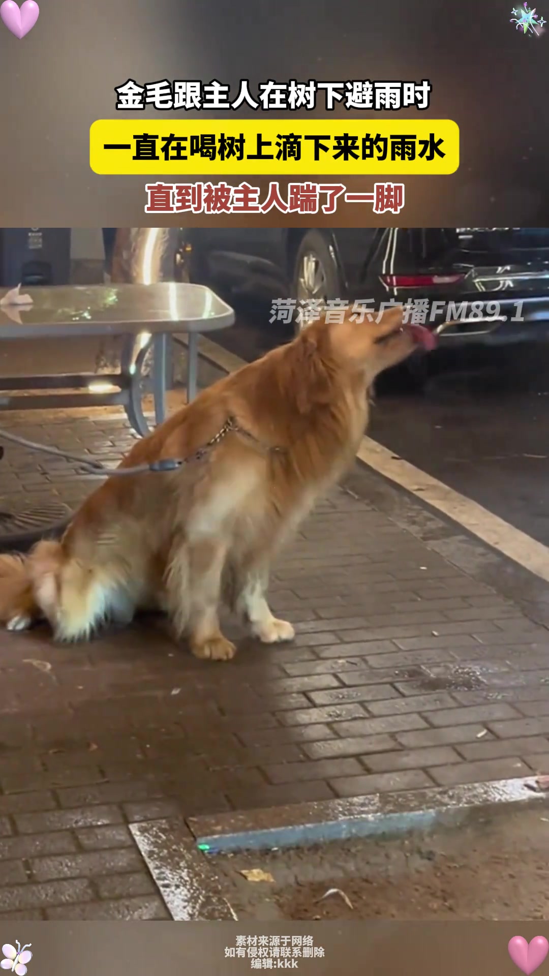 金毛在树下避雨一直在喝树上滴下来的雨水直到被主人踹了一脚