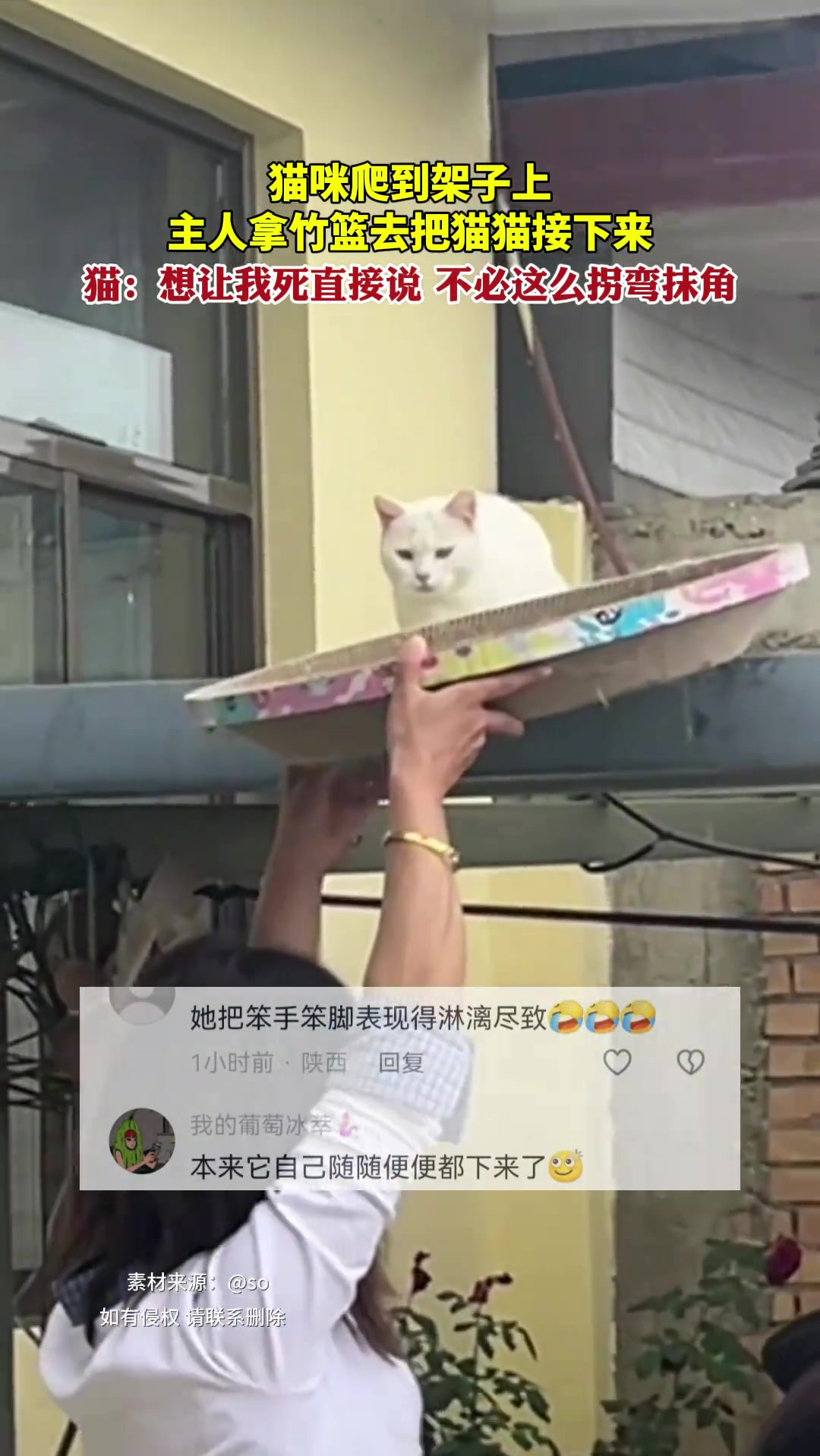 貓：想讓我死直接說，不必這么拐彎抹角