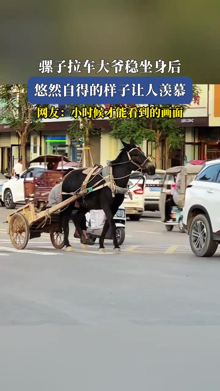 骡子拉车大爷稳坐身后，悠然自得的样子让人羡慕
