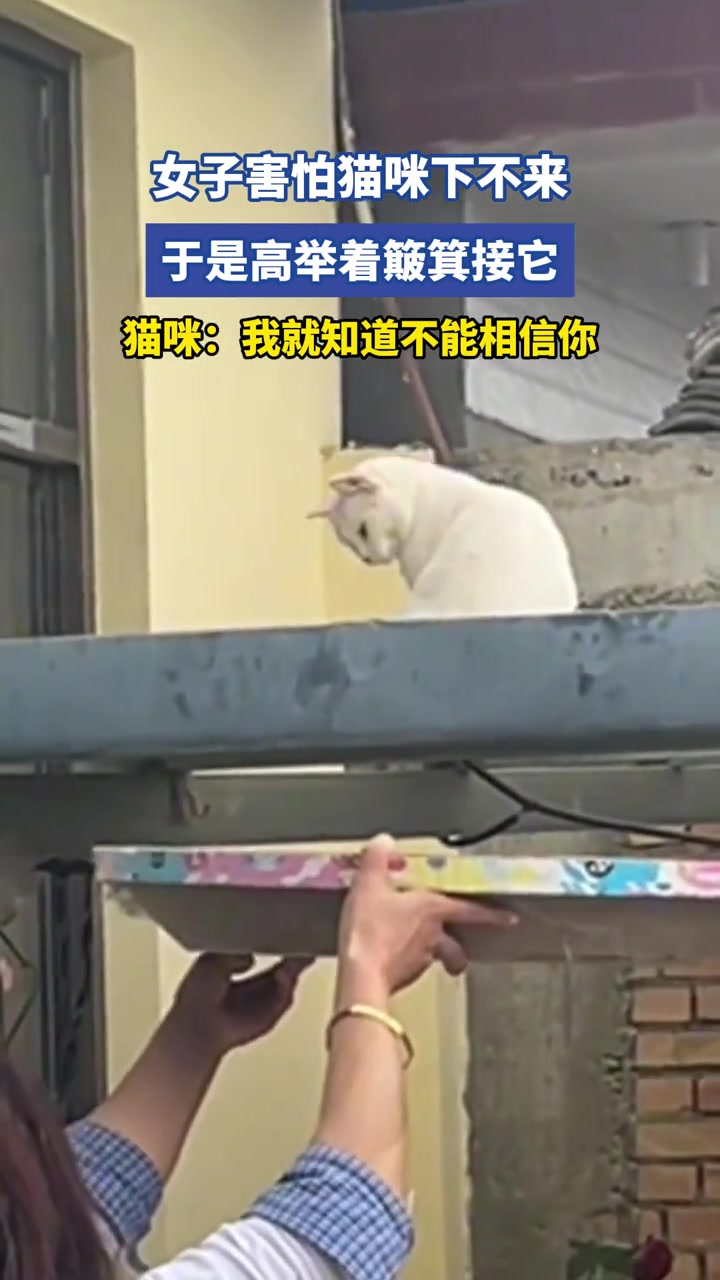 女子害怕猫咪下不来，于是高举着簸箕接它