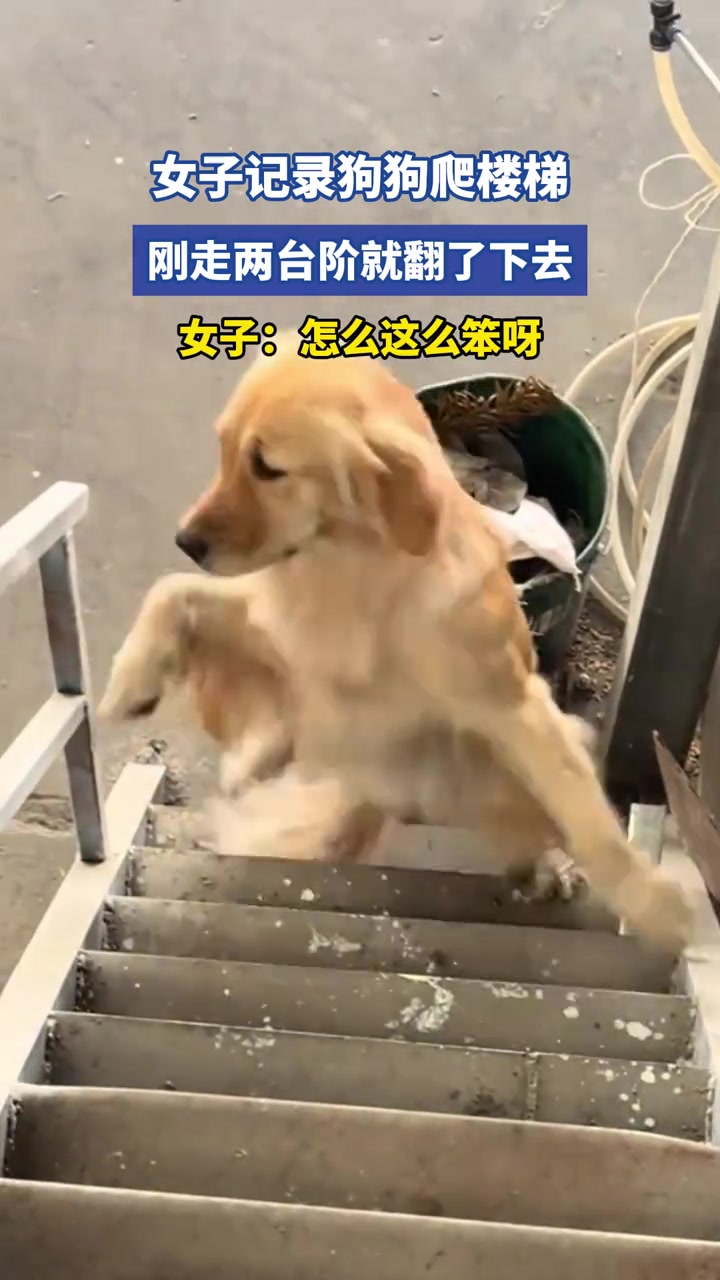 女子记录狗狗爬楼梯，刚走两台阶就翻了下去