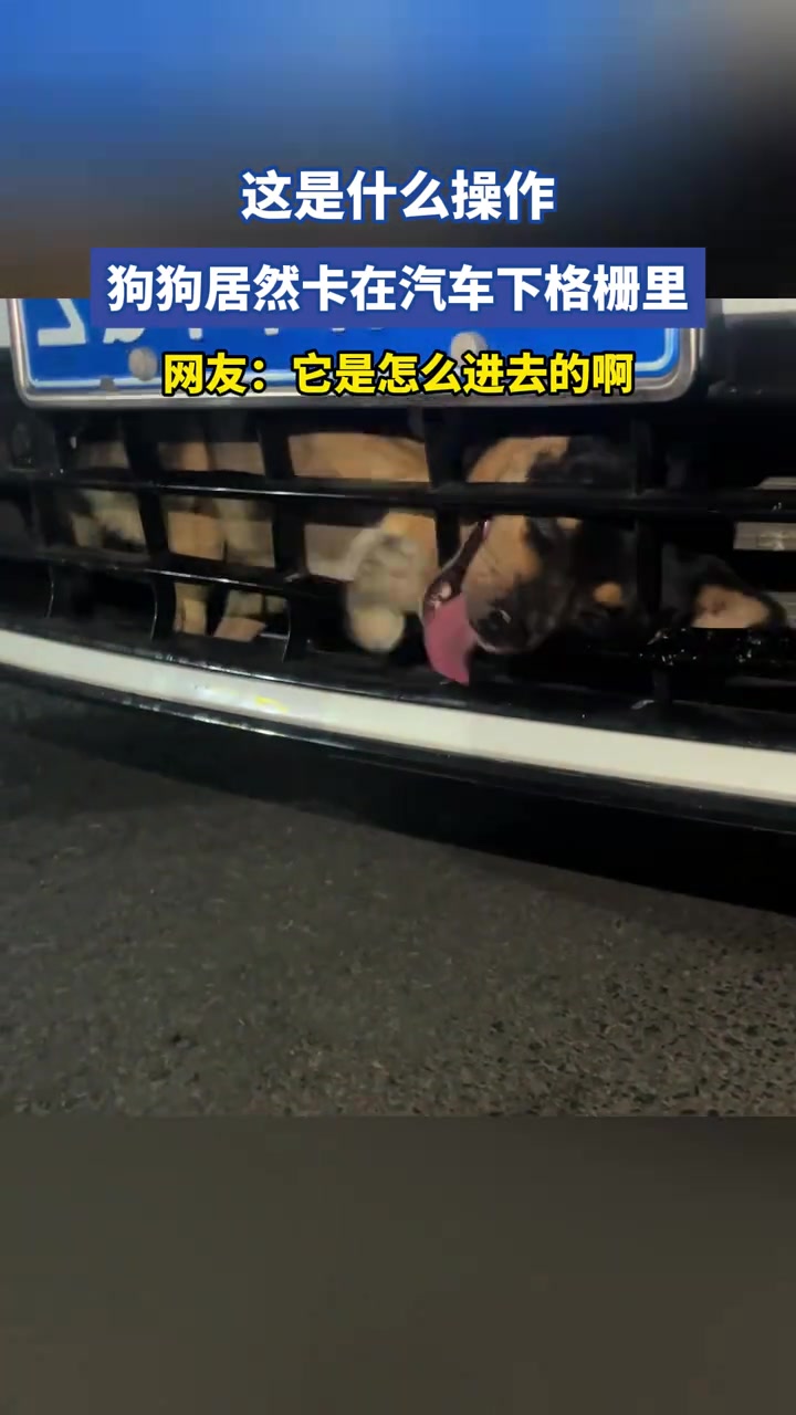 這是什么操作狗狗居然卡在汽車下格柵里