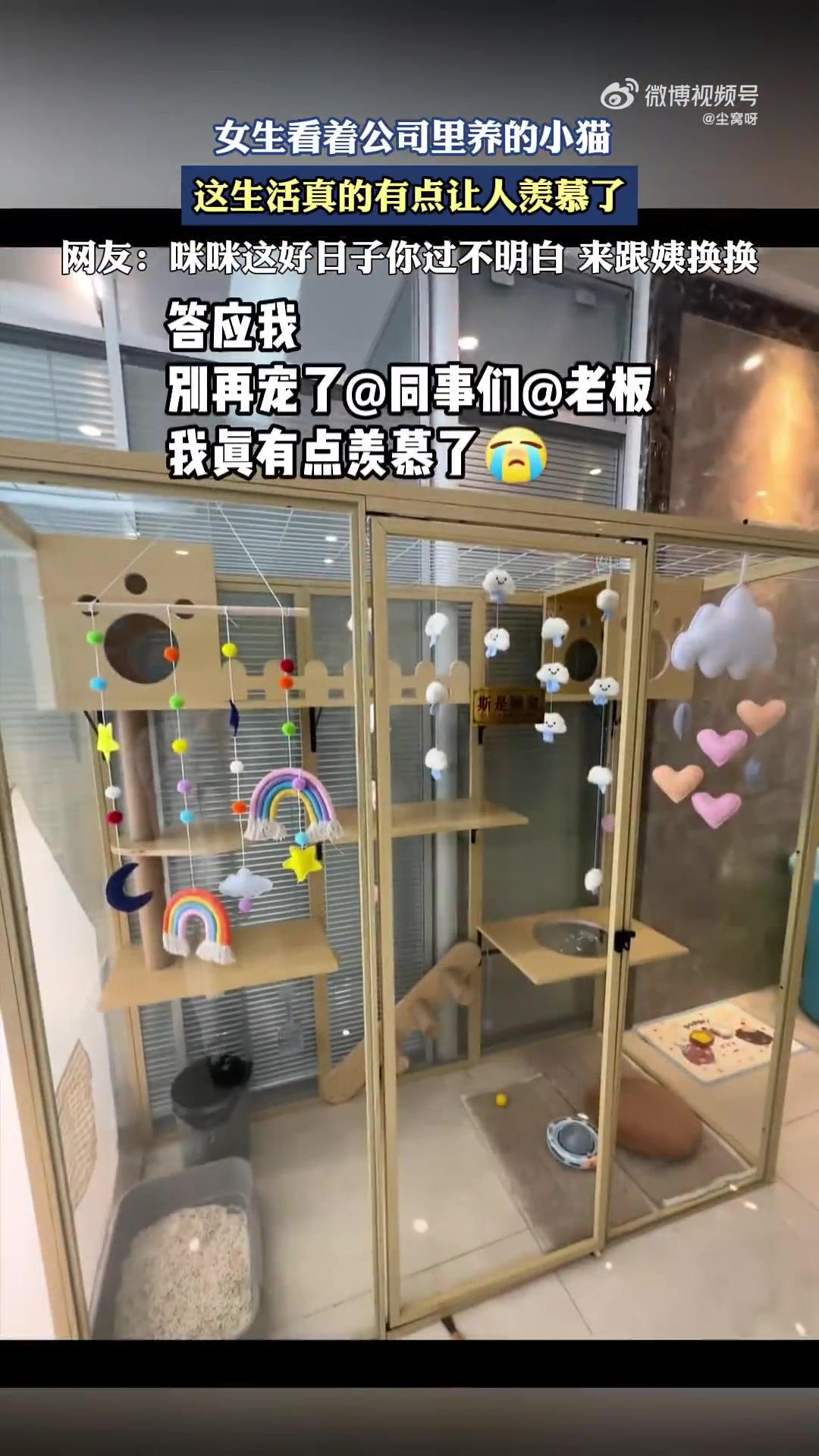 女生看着公司里养的小猫，这生活真的有点让人羡慕了