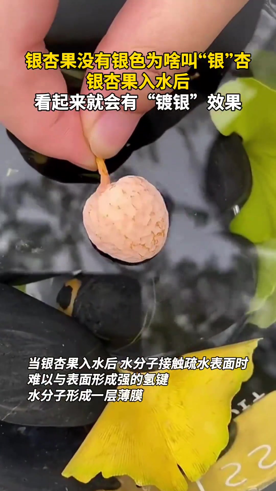 銀杏果沒有銀色為啥叫“銀”杏，銀杏果入水后，看起來...