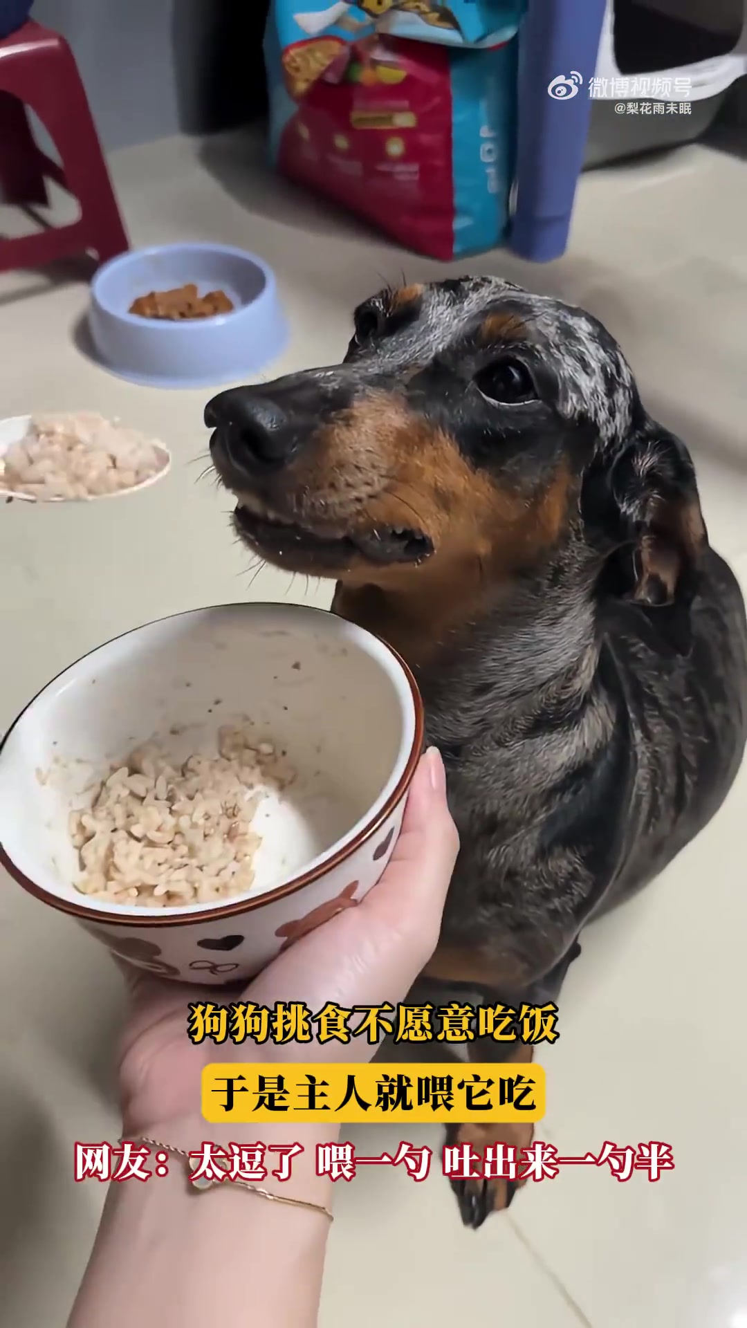 狗狗挑食不愿意吃饭，于是主人就喂它吃