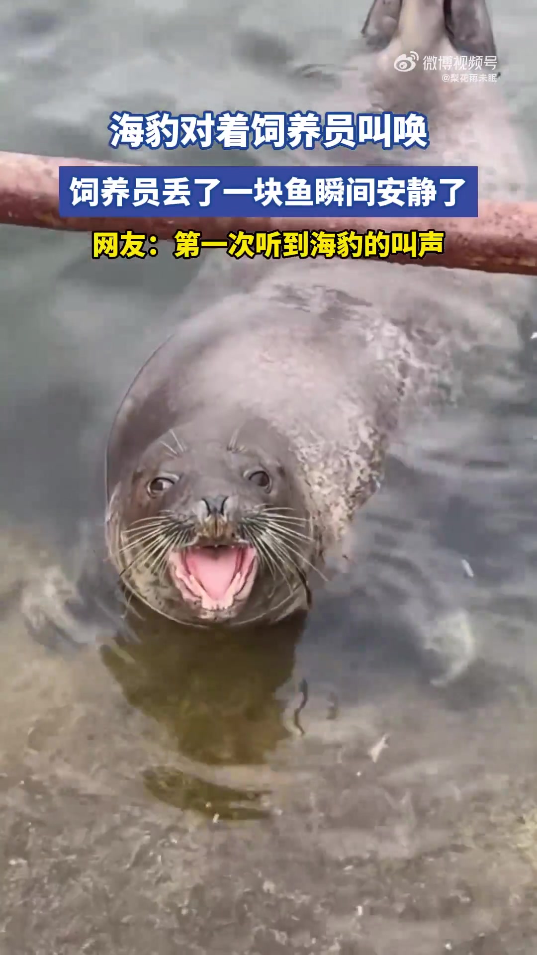 海豹对着饲养员叫唤，饲养员丢了一块鱼瞬间安静了