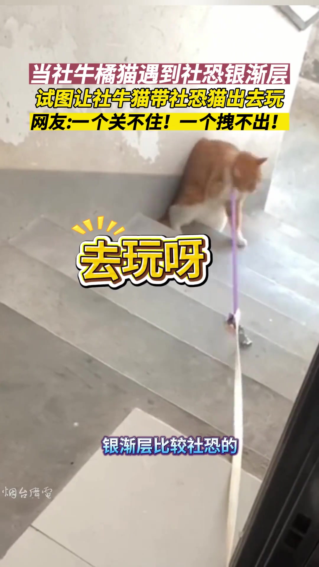 試圖讓社牛貓帶社恐貓出門(mén)