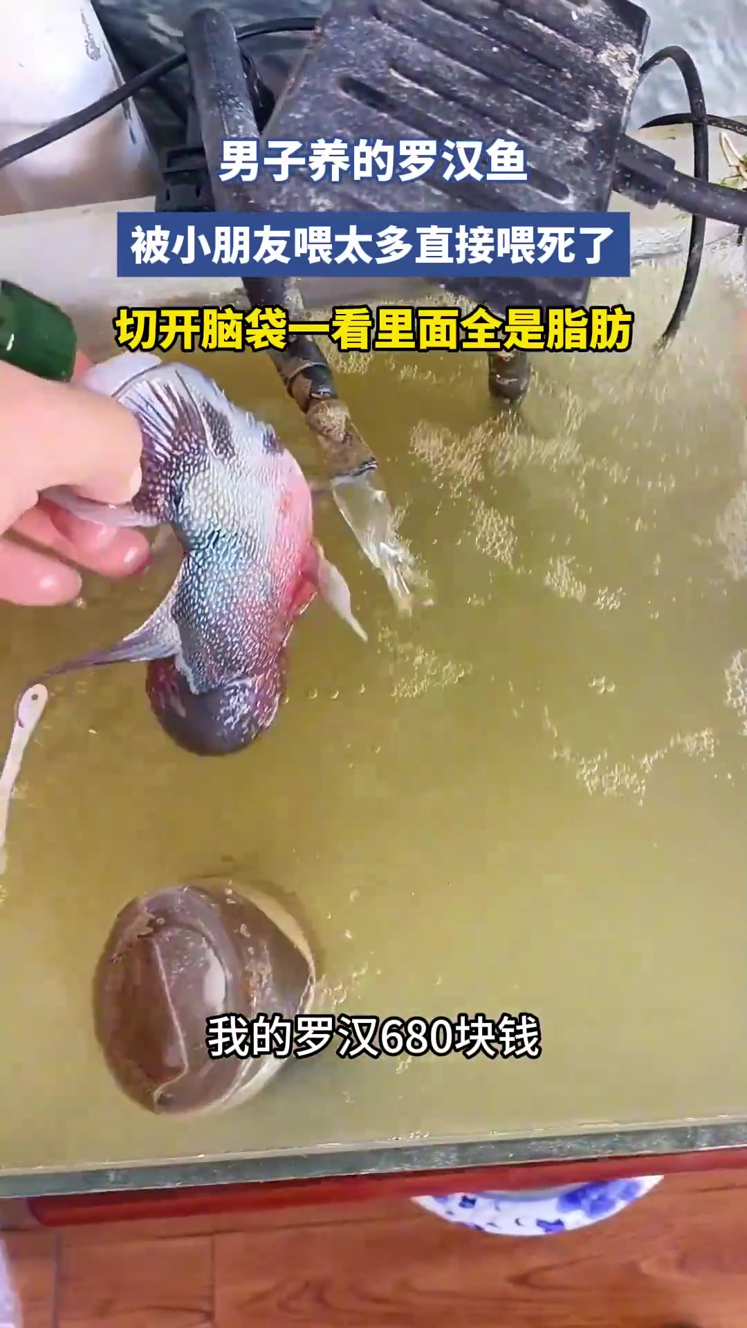 這是啥頭男子羅漢魚(yú)被小朋友喂太多撐死！