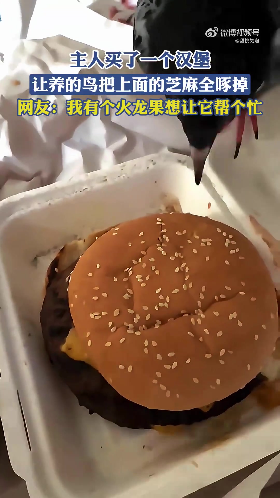 主人买了一个汉堡，让养的鸟把上面的芝麻全啄掉