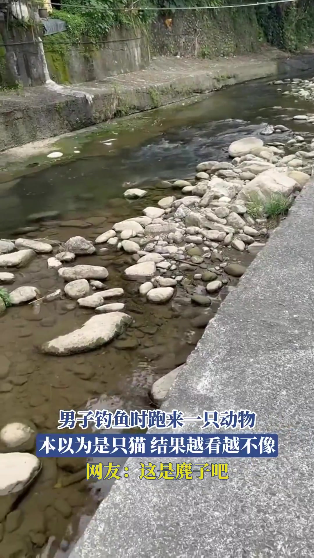 钓鱼时跑来一只动物，以为是只猫，结果越看越不像，这是麂子吧