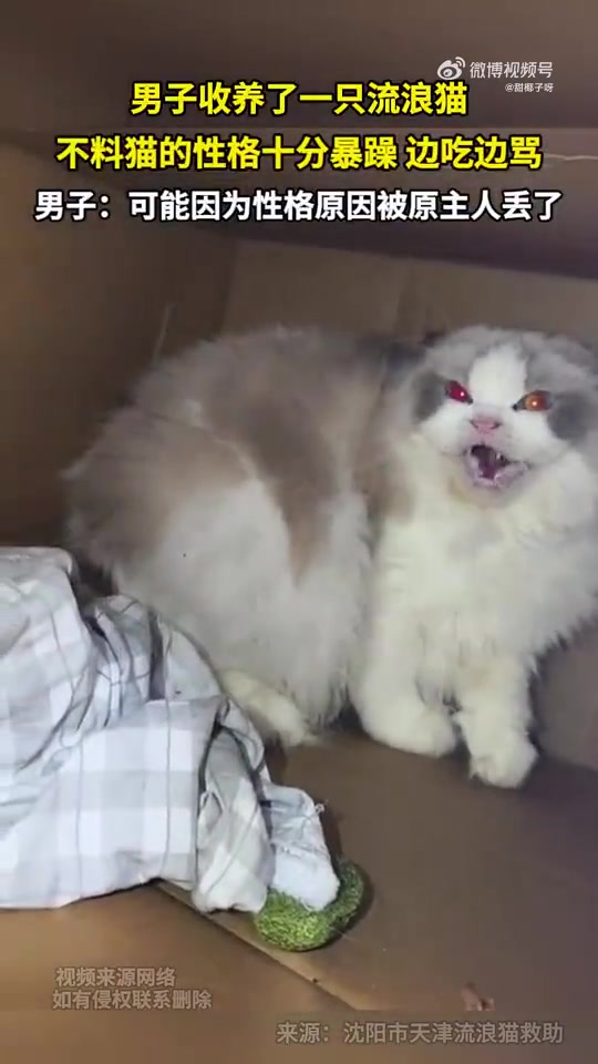 男子收养了一只流浪猫不料猫的性格暴躁边吃边骂